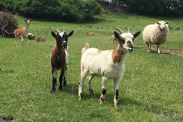 Zvířata na Farmě Tasov
